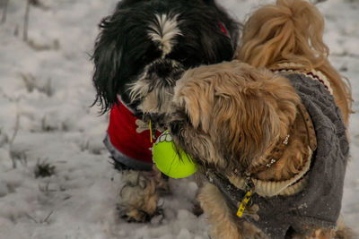Close-up of dog during winter