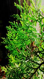 Close-up of fresh green plant