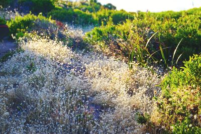 Close-up of plants growing on field