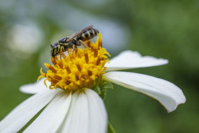 Close-up of insect on yellow flower