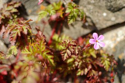 Close-up of pink flowers