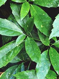 Full frame shot of raindrops on leaves