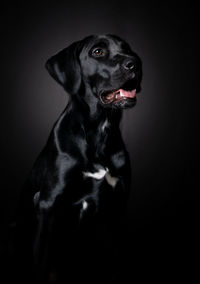 Portrait of black dog