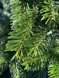 Close-up of pine tree