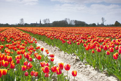 Red tulips in field