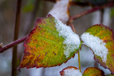 Close-up of snow covered leaves during autumn