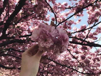 Pink cherry blossoms in spring