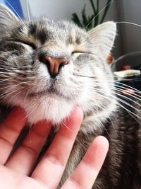 Close-up of hand holding cat