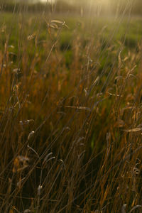 Full frame shot of crops on field