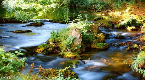 River flowing through rocks in forest