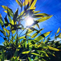 Close-up of plant against sunlight