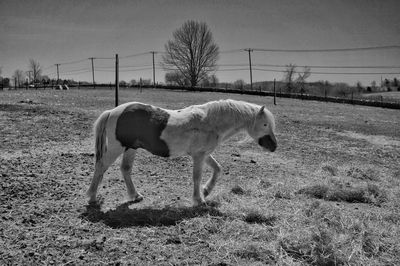 Horse grazing on grassy field