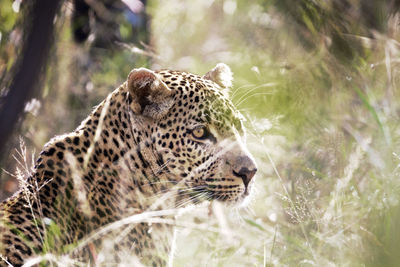 Low angle view of leopard in grass