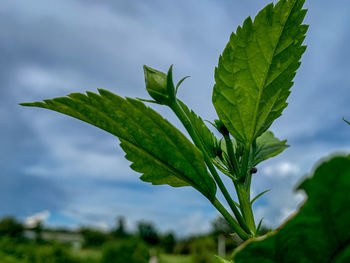 Close-up of fresh green leaves against sky