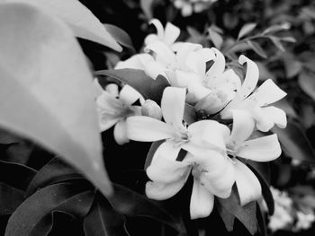 Close-up of white flowers growing outdoors