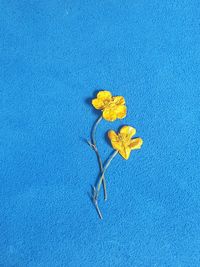 Close-up of yellow flower against blue background