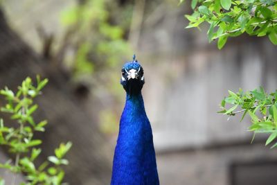 Close-up portrait of a peacock