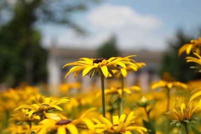 Close-up of yellow flowers blooming outdoors