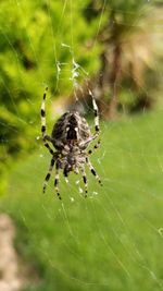 Close-up of spider on web