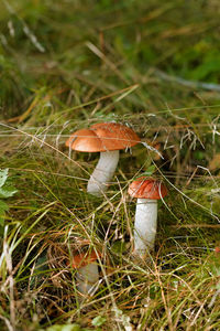 Close-up of mushroom growing on field