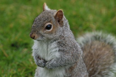 Close-up of squirrel