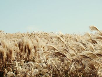 Close-up of wheat field against clear sky