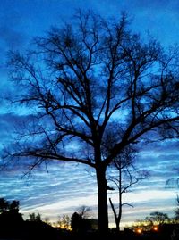 Silhouette of bare trees against sky at dusk