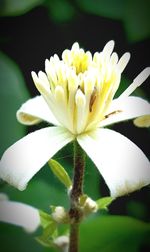 Close-up of white flowers