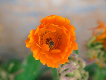 Close-up of insect on flower