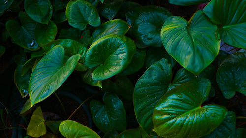 Full frame shot of fresh green leaves