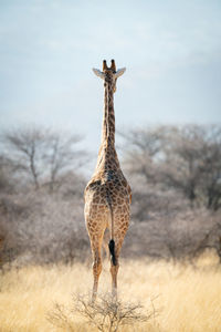 Southern giraffe stands facing away towards trees