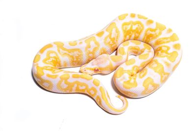 High angle view of snake over white background