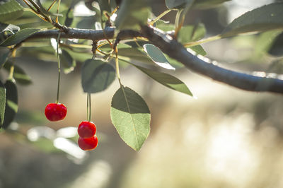 Ripe cherries with blurry background