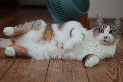 Portrait of cat resting on wooden floor