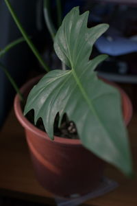 Close-up of potted plant