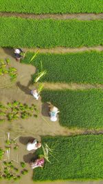 High angle view of farmers working on agricultural field