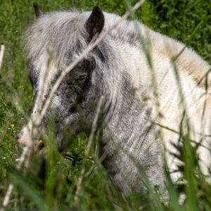 Close-up of horse