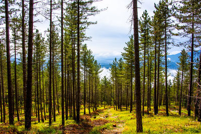 Pine trees in forest