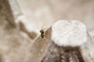 Close-up of insect on rock