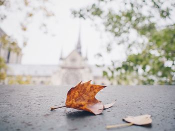 Close-up of dry leaves on ground