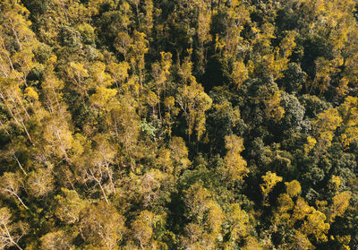 Full frame shot of trees in forest