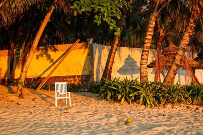 Scenic view of palm trees on beach