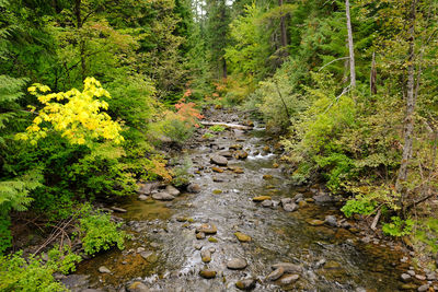 Stream amidst trees in forest