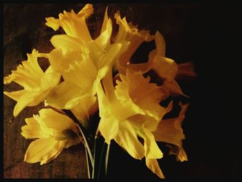 Close-up of yellow flower