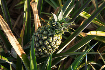 Close-up of fruits growing on plant at field