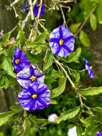 flowering plant