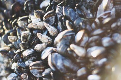 Full frame shot of seashells