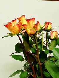 Close-up of plant against clear sky