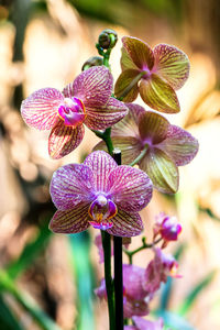 Close-up of purple flowers