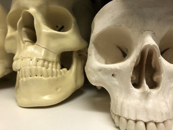 Close-up of human skull